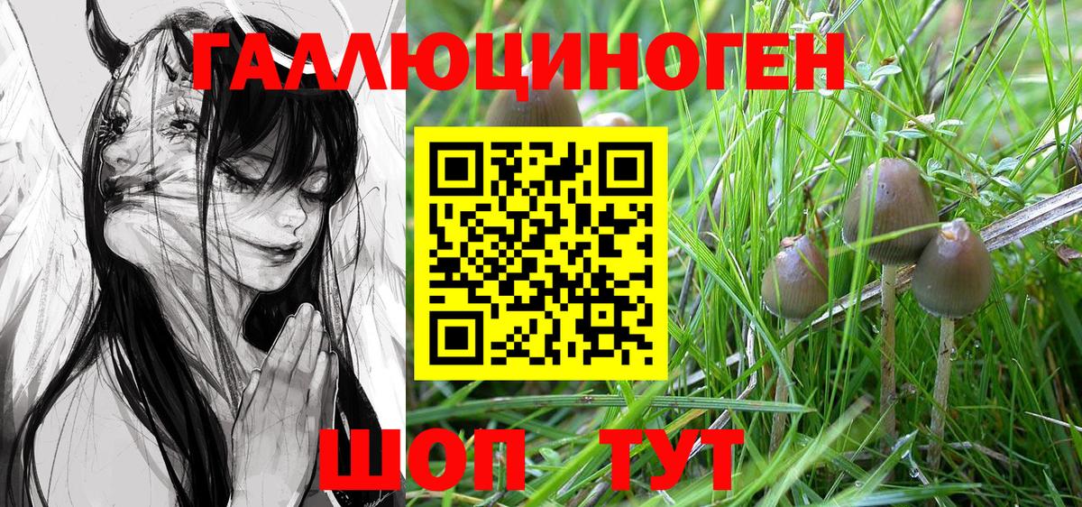 Минусинск  Псилоцибиновые грибы Cubensis  Вход с VPN 
